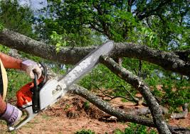 How Our Tree Care Process Works  in  Mayo, MD